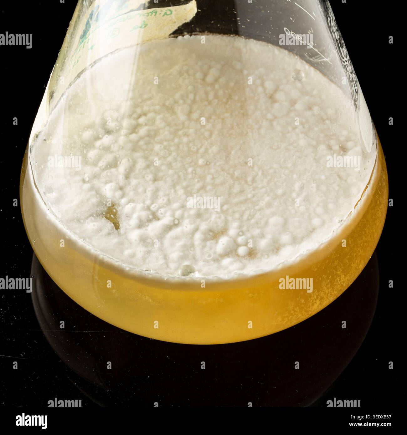 Flacon Erlenmeyer contenant une culture liquide avec croissance microbienne superficielle Banque D'Images