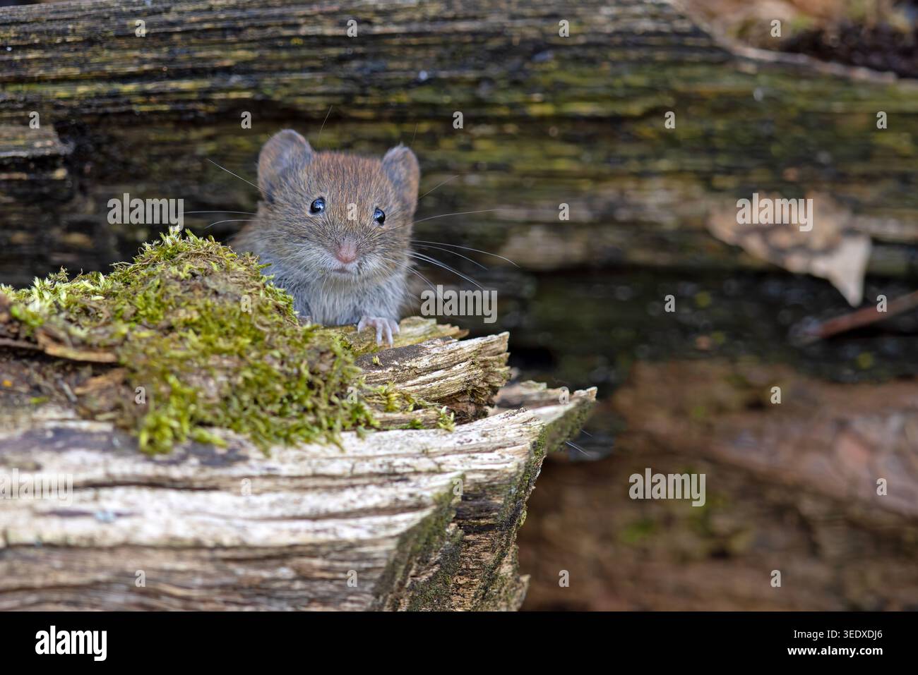 Campagnard (Clethrionomys glareolus) Banque D'Images