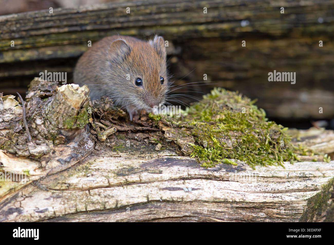 Campagnard (Clethrionomys glareolus) Banque D'Images