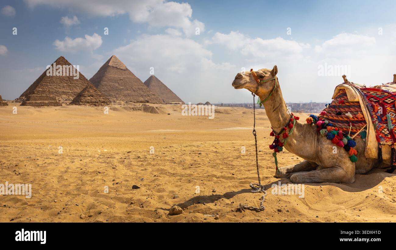 Dromadaire chameau avec selle colorée pour les touristes assis sur le désert du Sahara avec Gizeh Pyramid Complex en arrière-plan, Egypte. Banque D'Images