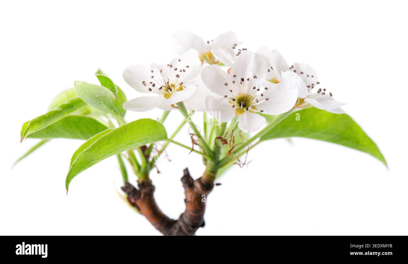 Fleurs de poire isolées sur fond blanc. Branche de poire fleurie avec fleurs blanches et feuilles vertes au printemps. Masque Banque D'Images