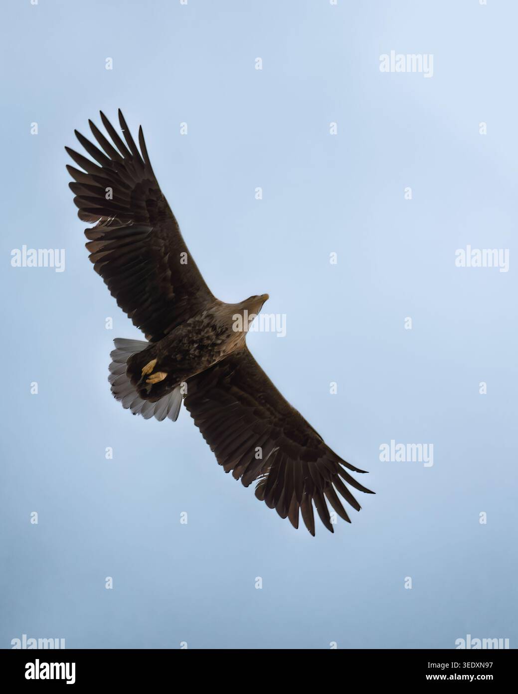 Aigle de mer à queue blanche (Haliaeetus albicilla) en vol, île de Mull, Écosse Banque D'Images