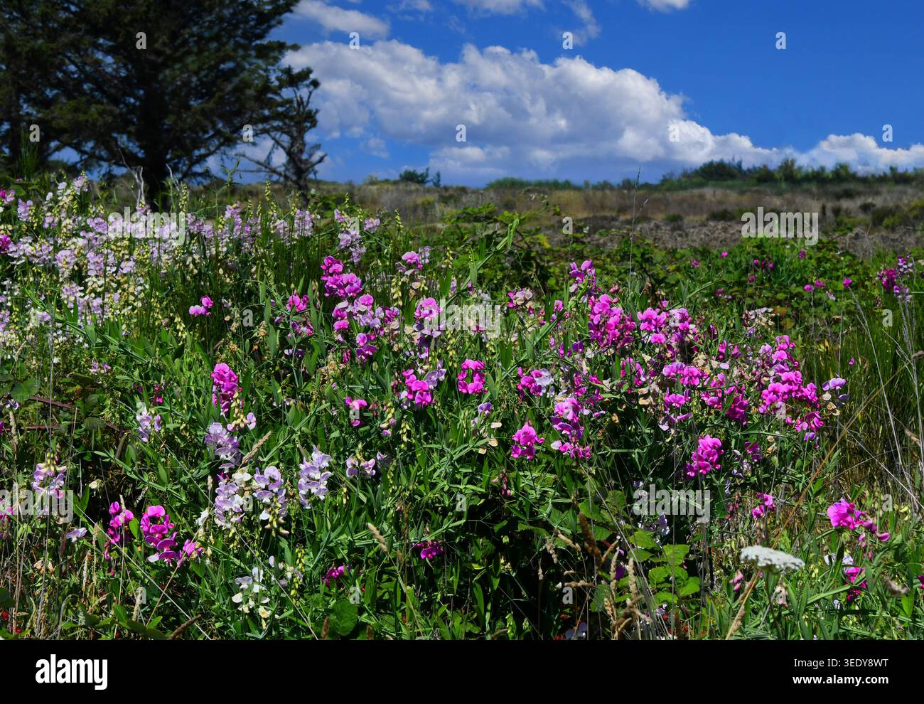 Champ de pois doux roses poussent à l'état sauvage dans l'Oregon. Journée ensoleillée avec ciel bleu et nuages moelleux blancs. Banque D'Images