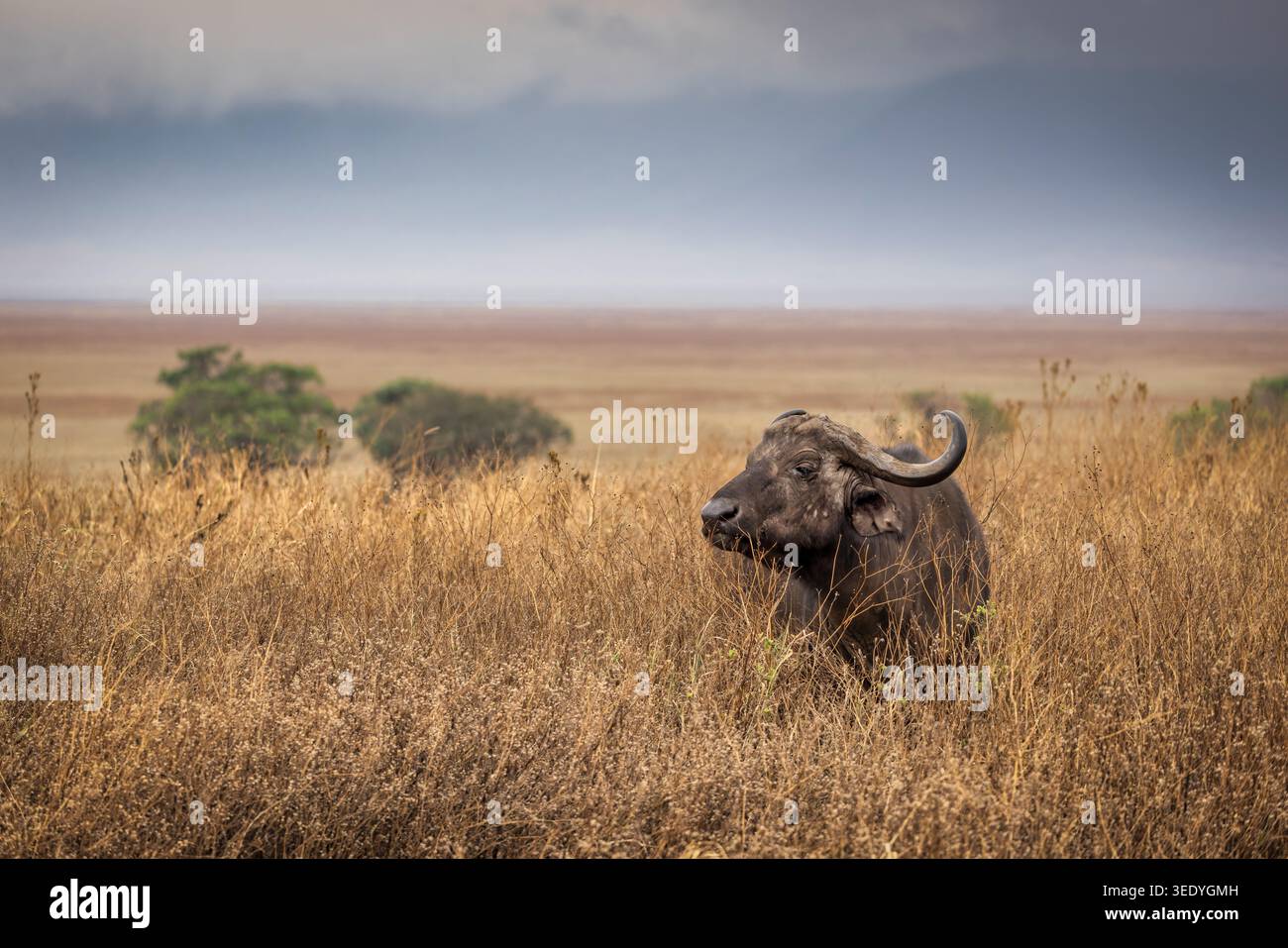 Buffle africain (Syncerus caffer) dans les prairies du cratère du Ngorongoro, Tanzanie, avec horizon brumeux et paysage de savane ouvert. Banque D'Images