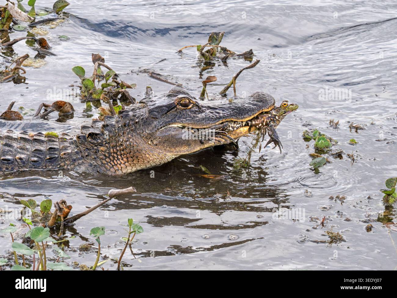 Les alligators américains se nourrissent d'une grenouille aroure dans les zones humides du parc national de Brazos Bend Banque D'Images