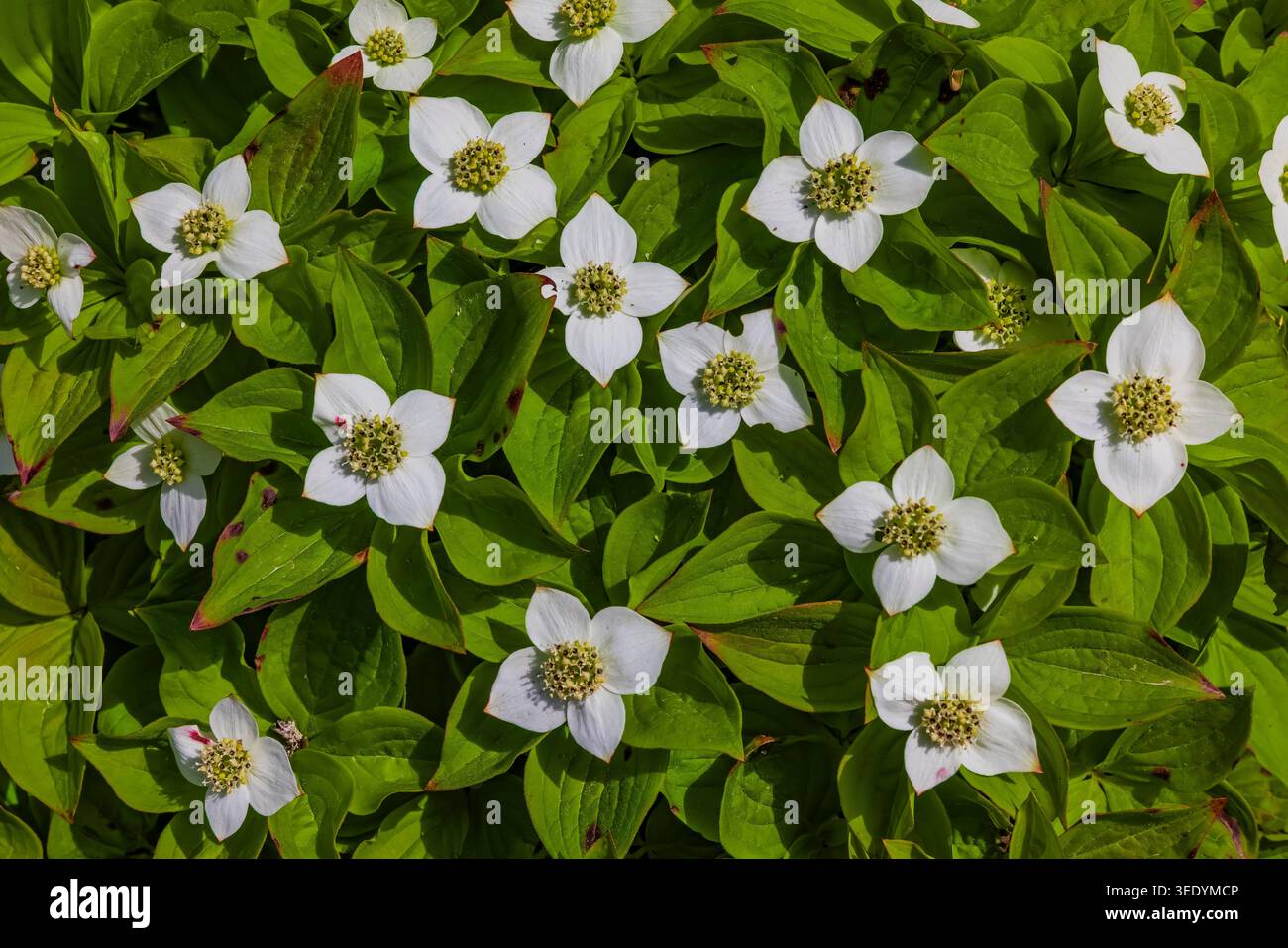 Canada Bunchberry, Cornus canadensis, le long du sentier Skerwink sur la péninsule Bonavista, Terre-Neuve, Canada Banque D'Images