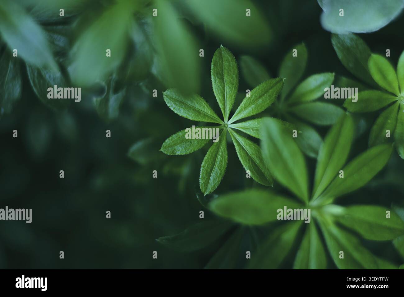 Woodruff plant en gros plan. Banque D'Images