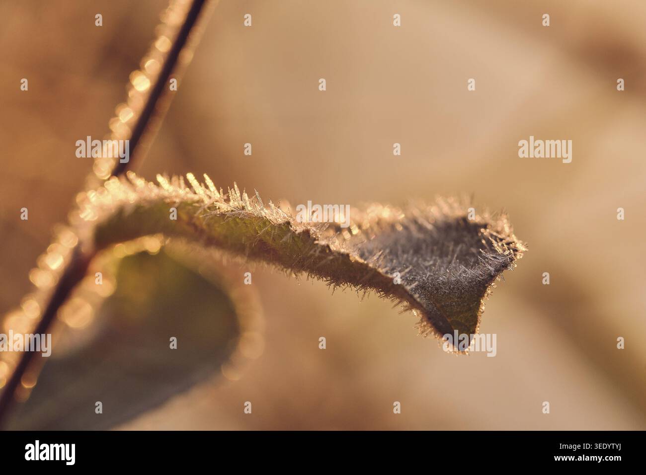Feuille congelée dans le soleil chaud du matin. Banque D'Images