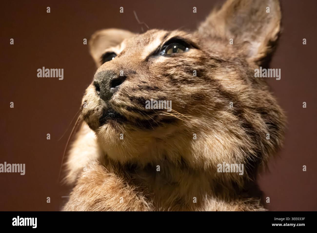 Taxidermie Bobcat (Lynx rufus) au Woolaroc Museum & Wildlife Preserve dans les collines d'Osage près de Bartlesville, Oklahoma. (ÉTATS-UNIS) Banque D'Images