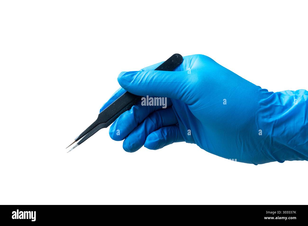 Gros plan de la main dans un gant en nitrile bleu tenant une pince à épiler en métal noir sur un fond blanc. Banque D'Images