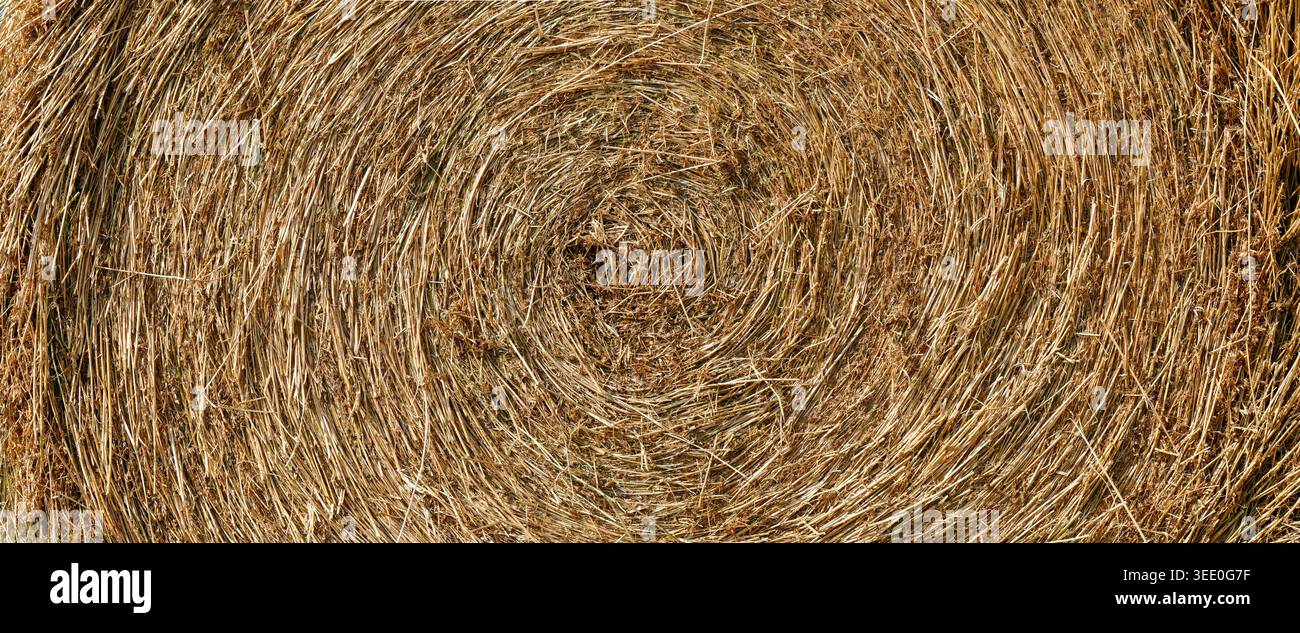 Texture rapprochée d'une balle de foin ronde. Motif en spirale détaillé de paille dorée et d'herbe sèche. Banque D'Images