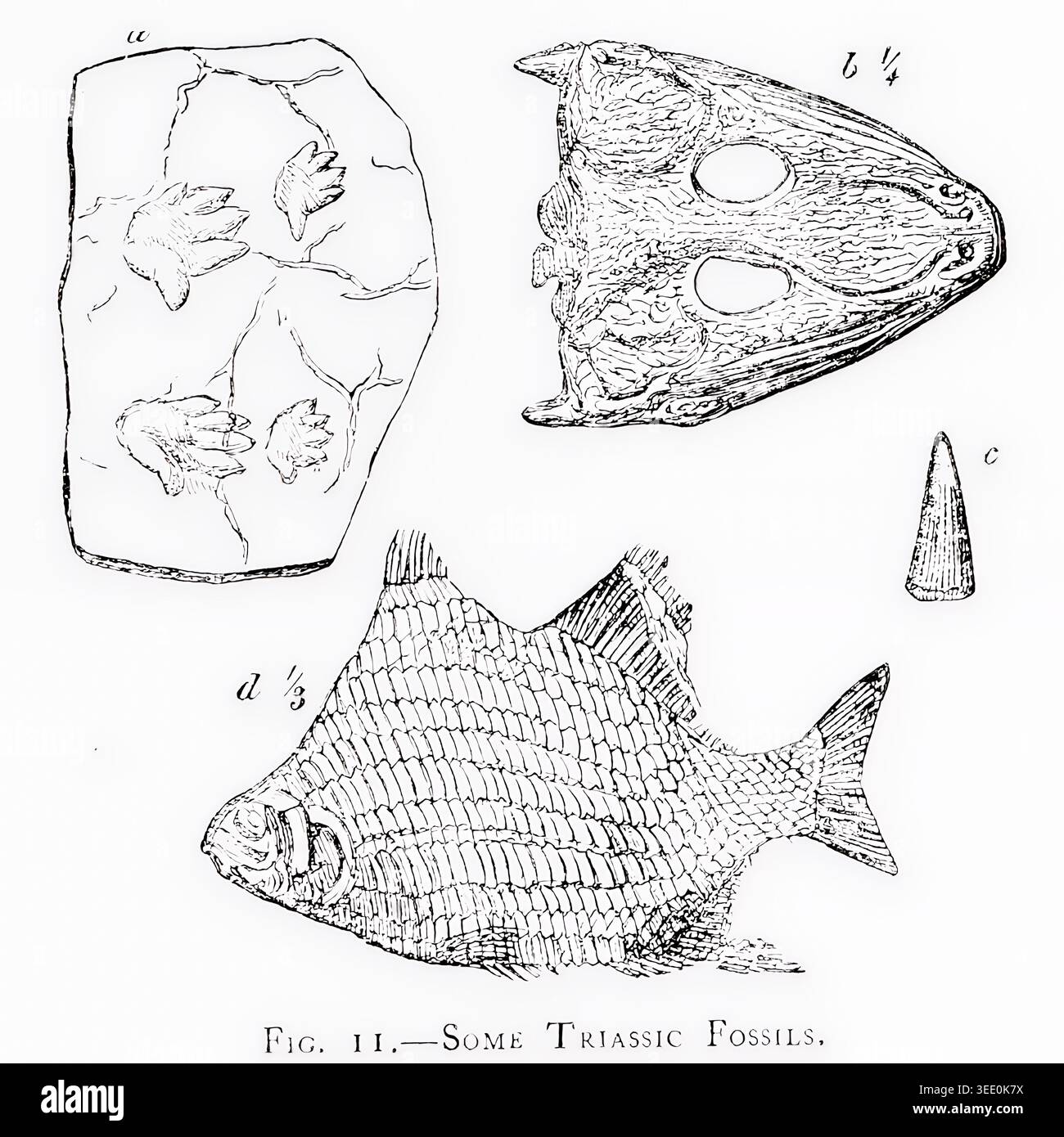 Gravure scientifique en noir et blanc de fossiles du Trias et de traces de fossiles, dents, poissons, empreintes de pas et squelettes image d'étude détaillée pour la géologie et la paléontologie. LA ROMANCE DES ROCHERS PAR REV. CHARLES A. HALL, F.R.M.S. date de publication 1912 Banque D'Images