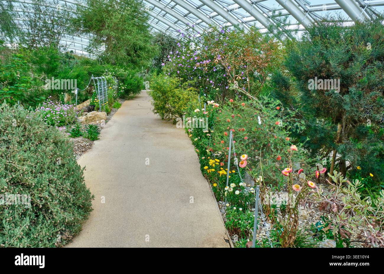 À l'intérieur de la Great Glasshouse, jardins botaniques nationaux du pays de Galles, Llanarthne, Carmarthenshire Banque D'Images