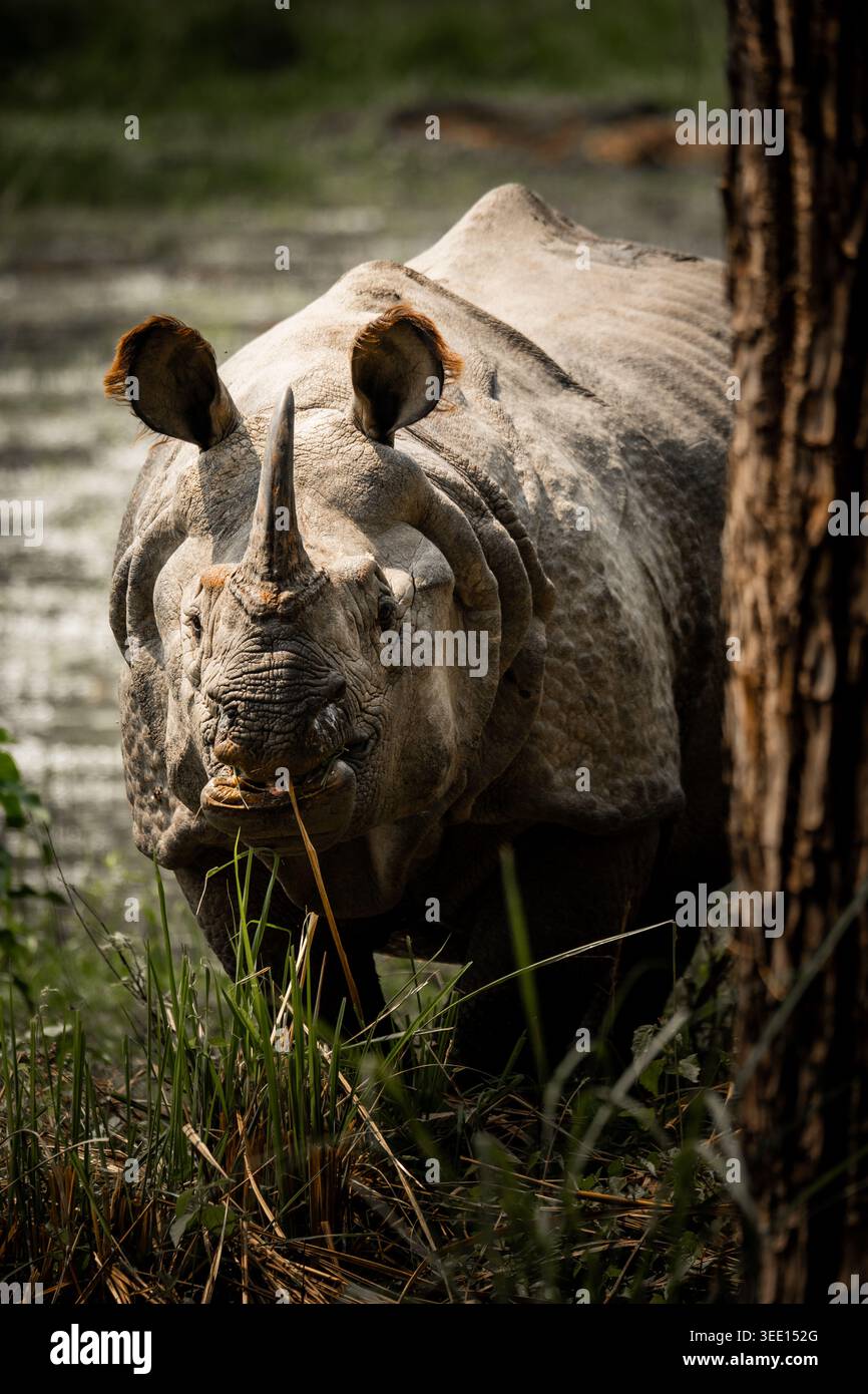Puissant Rhino à une corne regardant dans la nature Banque D'Images