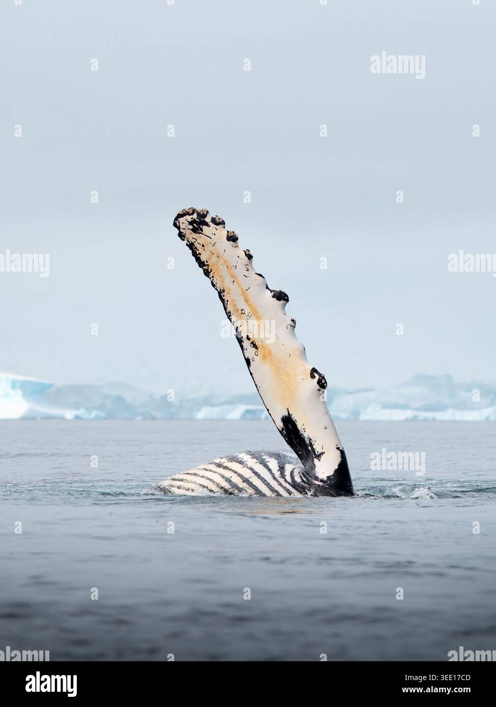 Vue d'une nageoire pectorale de baleine à bosse s'élevant de l'eau froide de l'océan avec des icebergs et des glaciers en arrière-plan sous un ciel couvert en Antarctique Banque D'Images