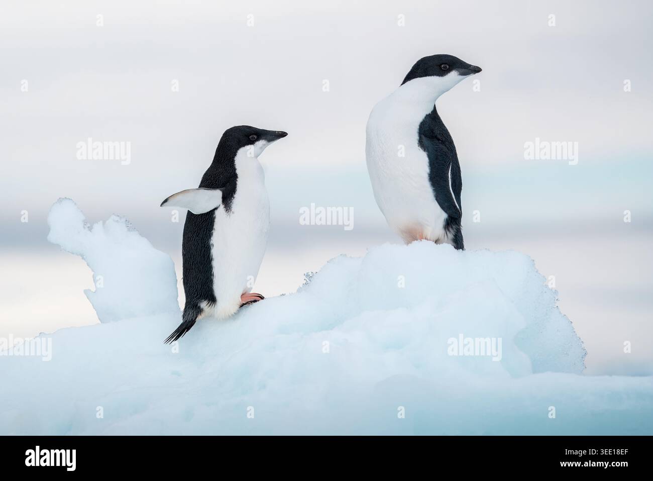 Vue de deux manchots Adelie debout sur une banquise blanche sous un ciel couvert doux en Antarctique. Banque D'Images
