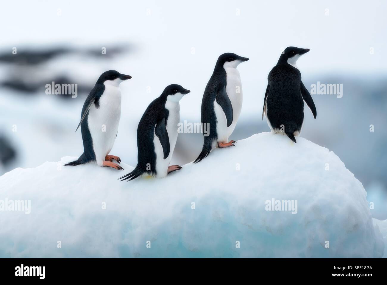 Vue de quatre manchots Adelie debout sur un monticule de neige blanche avec un fond glacé mou Antarctique. Banque D'Images