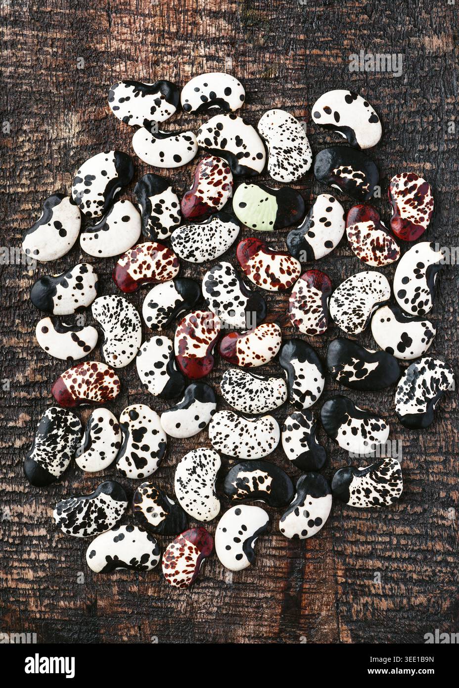 Variété de haricots de lima mouchetés crus (Phaseolus lunatus). Grand assortiment de haricots noirs, blancs et rouges biologiques sur un fond en bois foncé. Banque D'Images