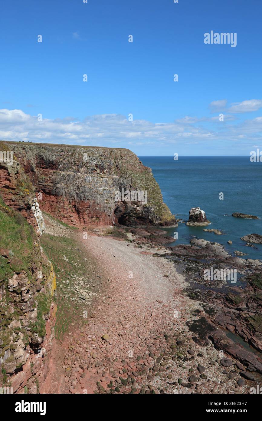 Falaises de grès rouge près d'Ethie Angus Écosse mai 2026 Banque D'Images