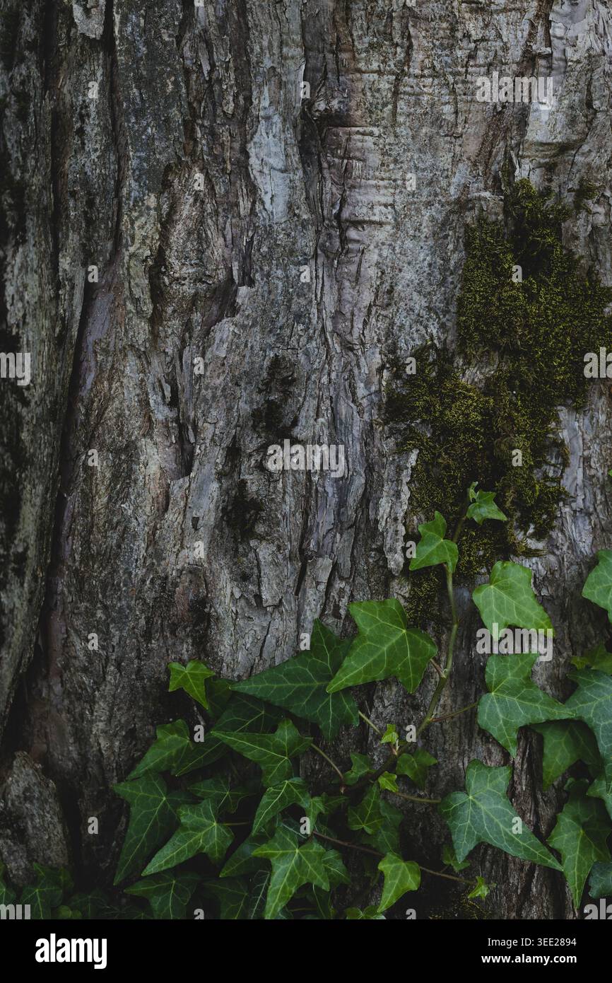 Lierre accrochée à l'écorce d'un arbre. Banque D'Images