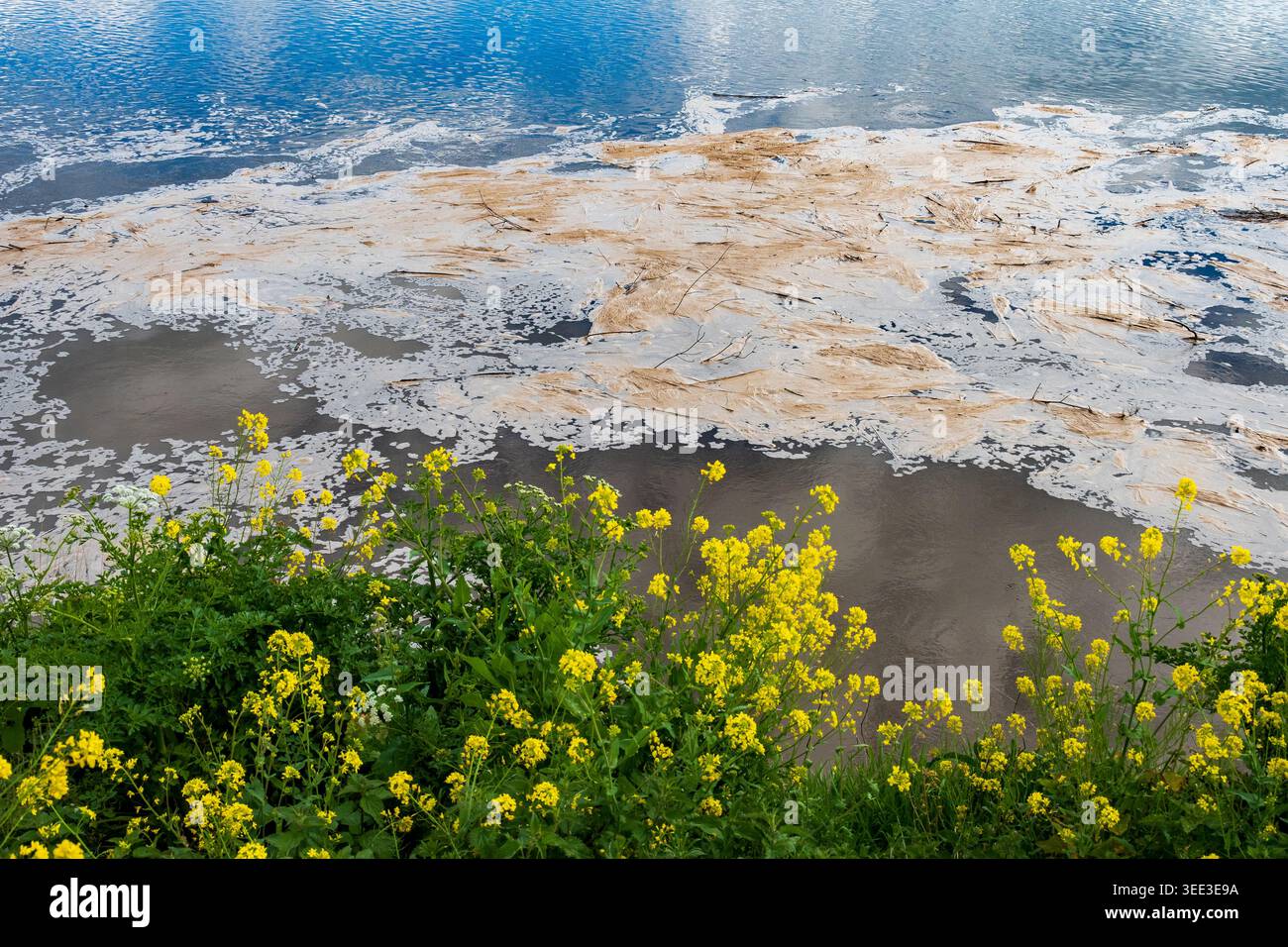 Slime recouvre la surface de la Mersey River à Penketh Fiddlers Ferry, créant un contraste saisissant avec des fleurs jaunes vives le long de la rive comme le Banque D'Images