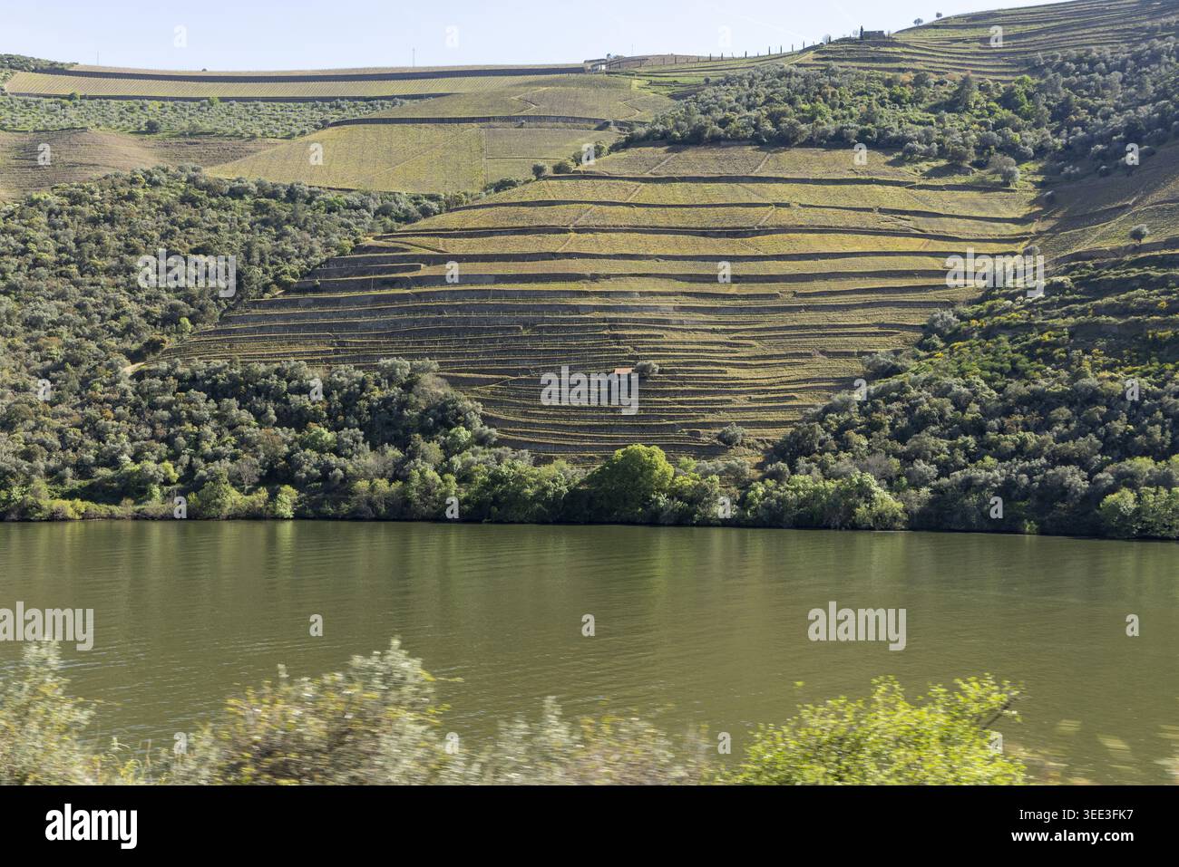 Vue sur les vignobles en terrasses de la vallée du Douro sur une colline escarpée surplombant la rivière sous un ciel clair Portugal. Banque D'Images