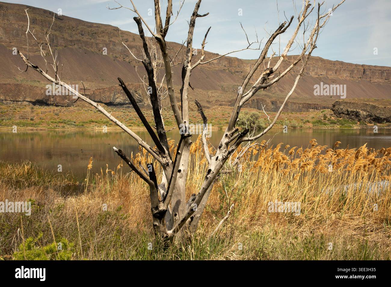 WA29136-00...WASHINGTON - roseaux et squelette d'arbre sur un petit lac dans la basse-Coulee. Banque D'Images