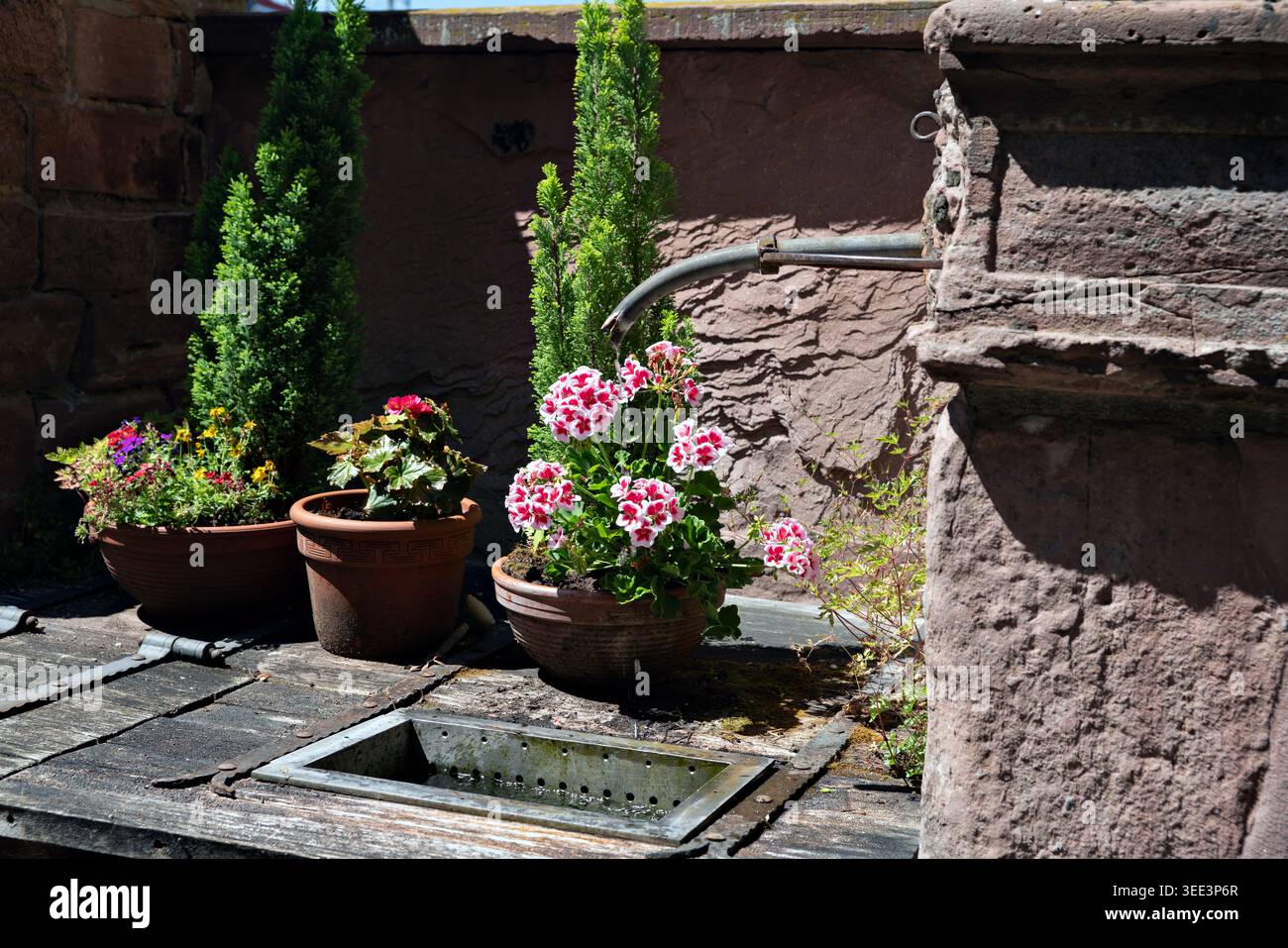 2019, Heidelberg, Deutschland, Allemagne, geranium fleuri dans un pot, eau s'égouttant d'un tube mince, blühende Geranie im Topf, Wasser tropft Banque D'Images