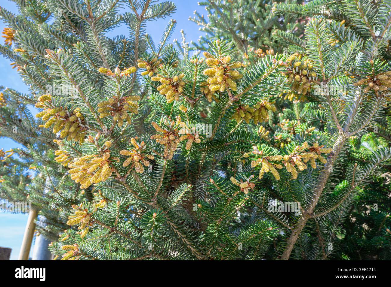 Sapin coréen avec des cônes de pollen jaunes dans la lumière du soleil de printemps, gros plan de branches à feuilles persistantes Banque D'Images