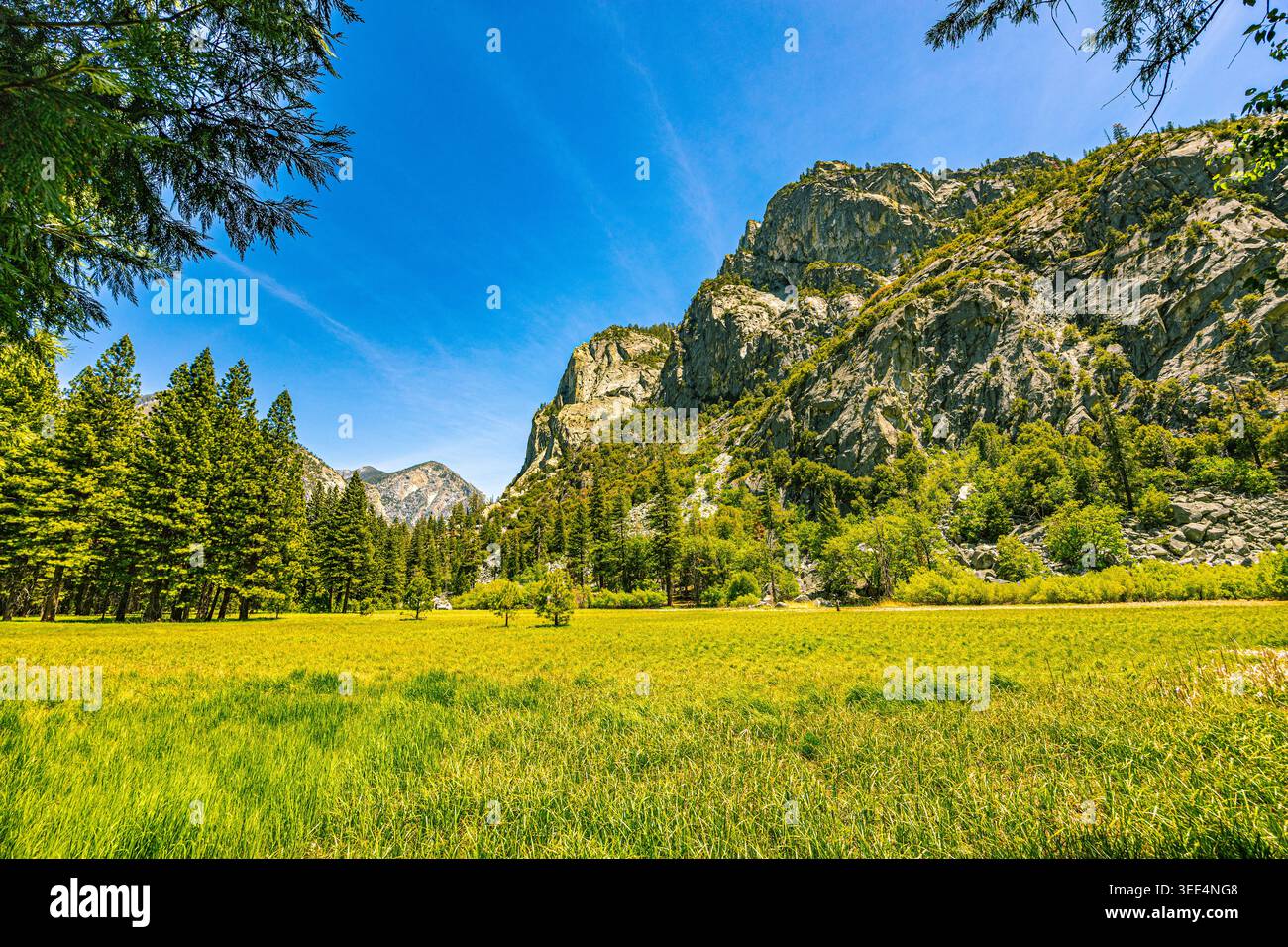Une prairie verdoyante au premier plan mène à une forêt dense et à la face massive et verticale de granit du Grand Sentinel. Banque D'Images