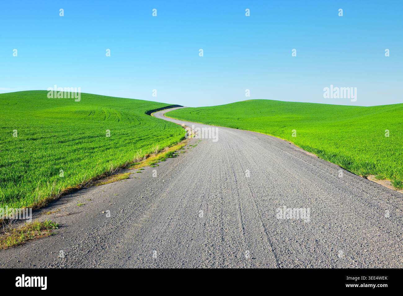 Collines verdoyantes au printemps dans la région de Palouse dans le nord-ouest du Pacifique Banque D'Images