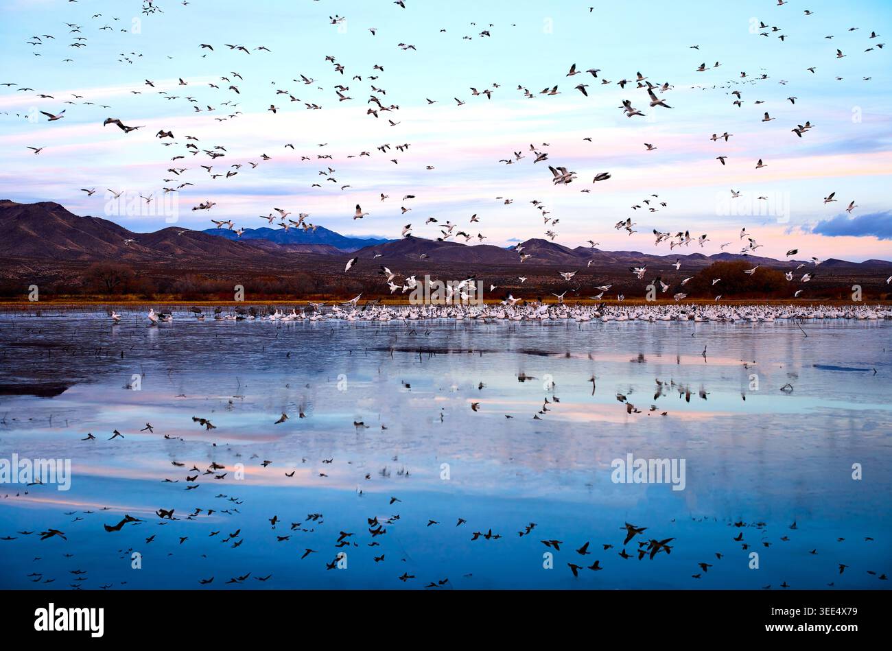 Réflexion de murmuration Banque D'Images