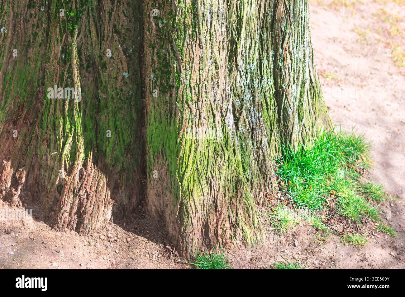 Des troncs d'arbres massifs avec de l'écorce texturée recouverte de mousse verte se tiennent fermement dans un sol sablonneux. Des patchs d'herbe fraîche poussent à la base, créant un naturel Banque D'Images