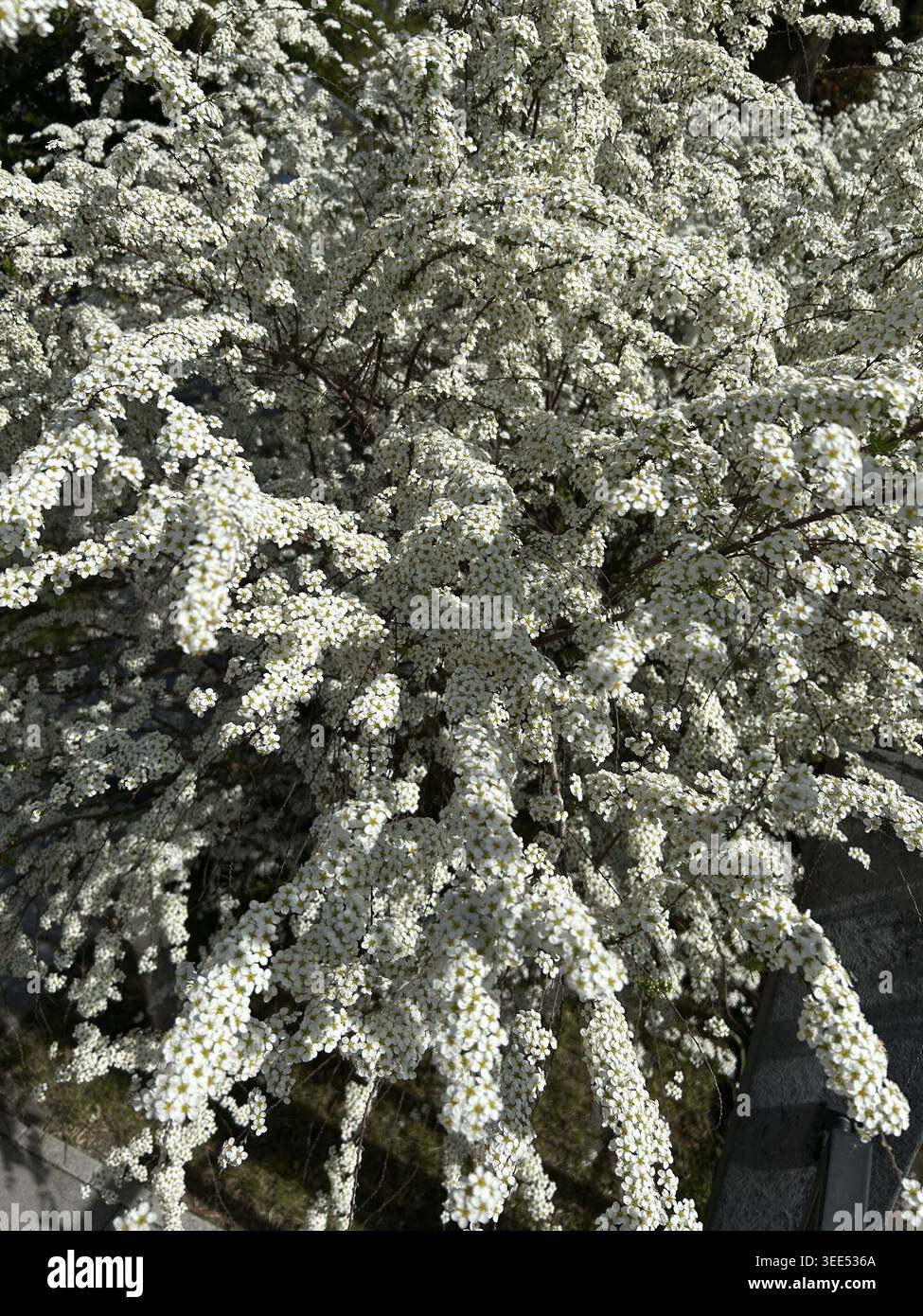 Spirée nuptiale, spirée neigeuse (Spiraea arguta), spirée neigeuse, arbuste, haie, haies, arbustes, blanc, fleur, floraison, floraison, floraison, jardin, l Banque D'Images