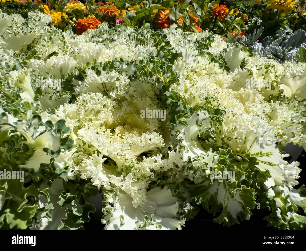 Une vue de kamome blanc kale. Banque D'Images