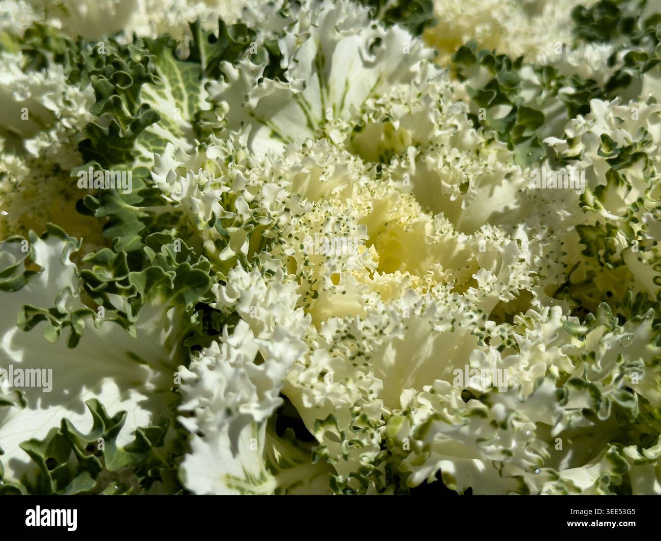 Une vue de kamome blanc kale. Banque D'Images