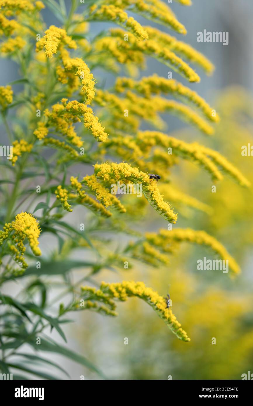 Espèces envahissantes de verge d'or : allélopathie, propagation rapide limite la croissance des plantes environnantes Banque D'Images