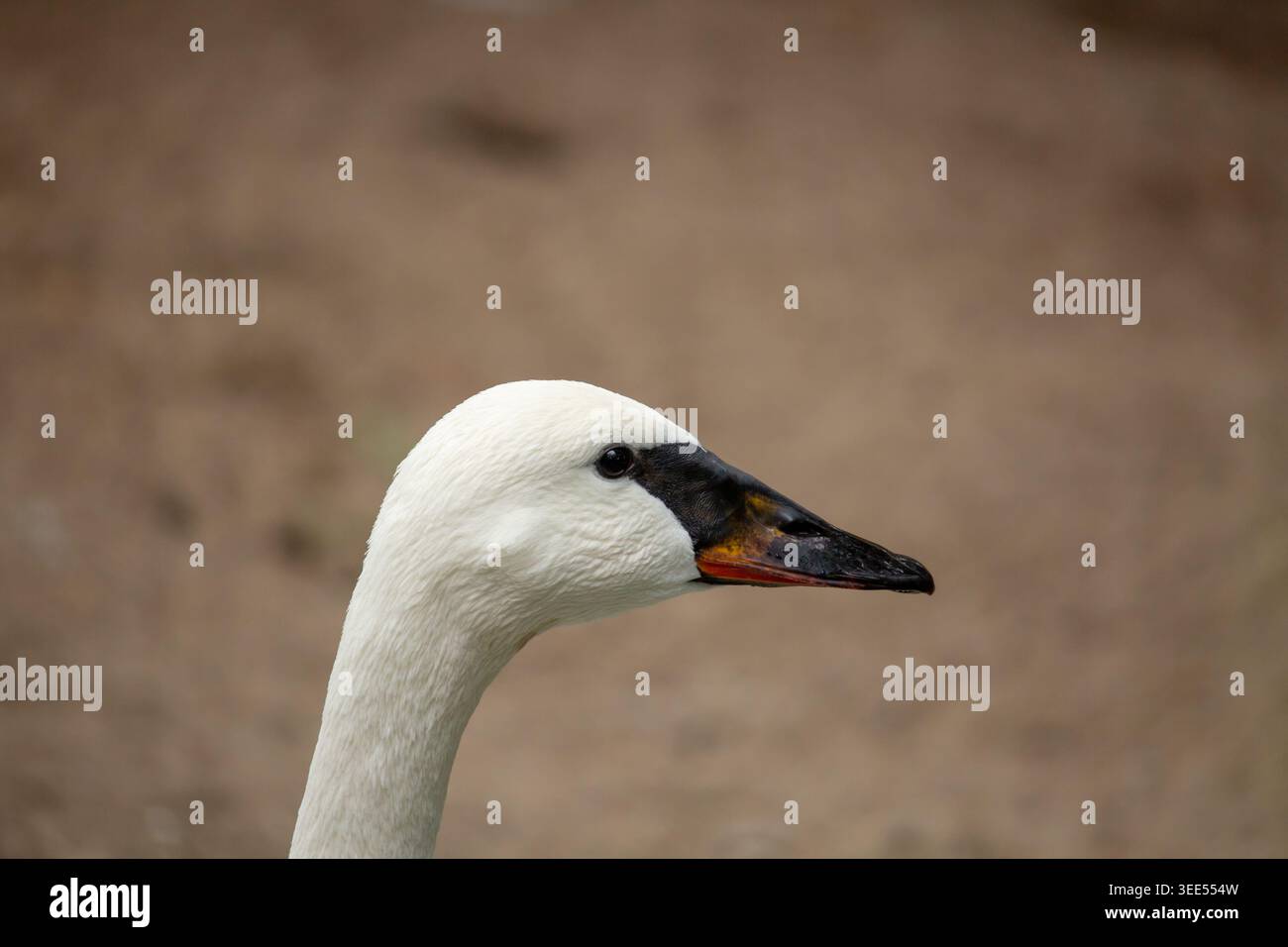 Vue de la tête d'un cygne trompettiste. Banque D'Images