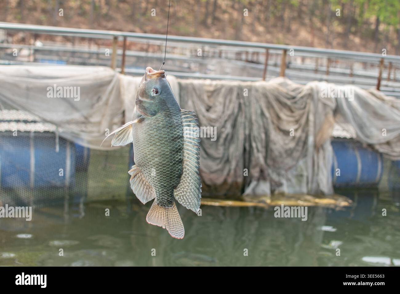 Un poisson fraîchement pêché est accroché à un crochet au-dessus de l'eau calme, capturé dans une ferme piscicole avec des tons doux et naturels de fond. Banque D'Images