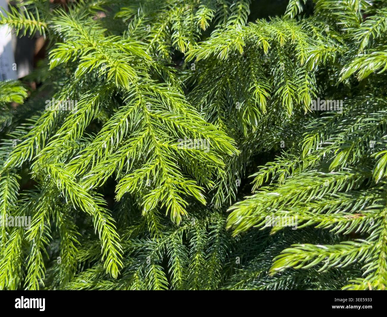 Une vue rapprochée des feuilles du pin de Norfolk. Banque D'Images