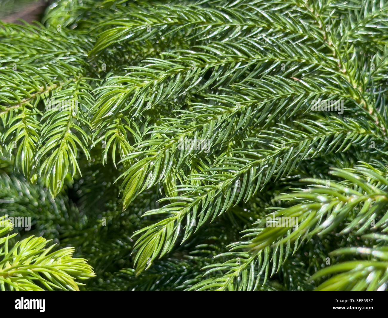 Une vue rapprochée des feuilles du pin de Norfolk. Banque D'Images