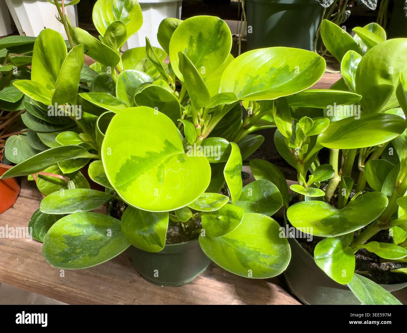 Une vue de quelques bébés plants de caoutchouc. Banque D'Images