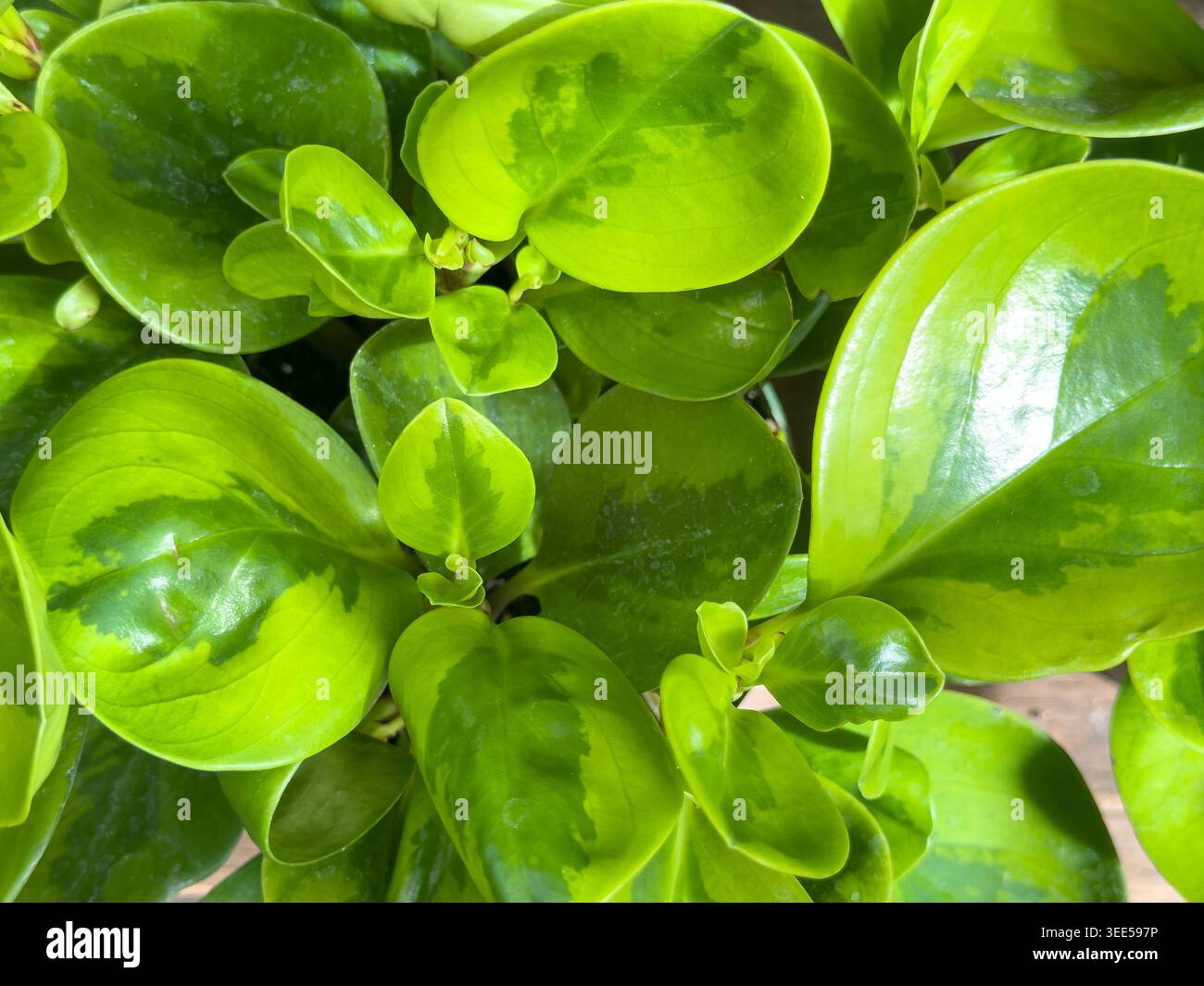 Une vue de quelques bébés plants de caoutchouc. Banque D'Images
