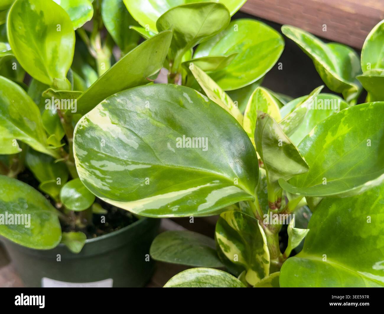 Une vue de quelques bébés plants de caoutchouc. Banque D'Images