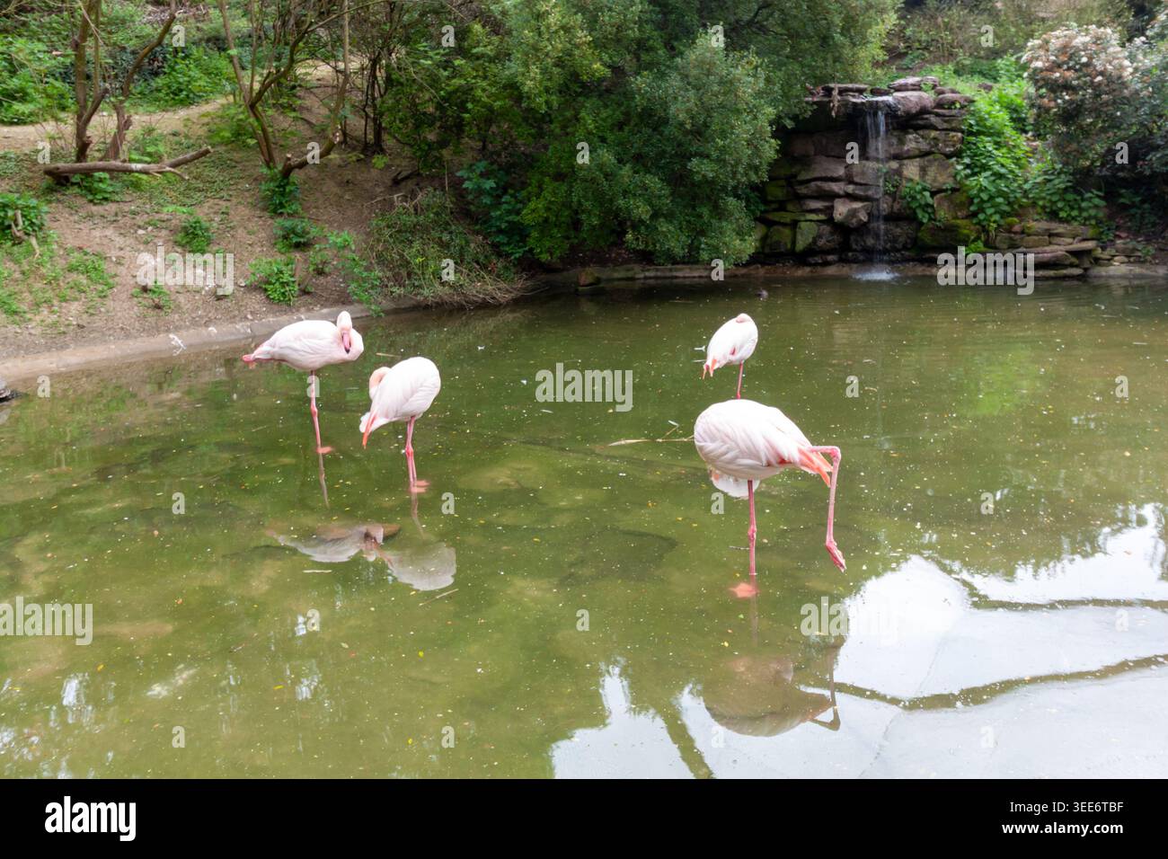 Un groupe de flamants roses debout dans un étang vert avec une petite cascade de pierre et une végétation luxuriante en arrière-plan Banque D'Images