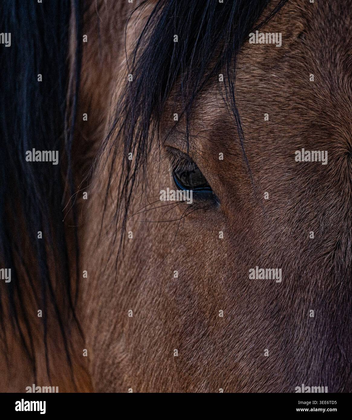 Vue de l'œil détaillé et de la crinière noire d'un cheval brun Arizona, États-Unis. Banque D'Images