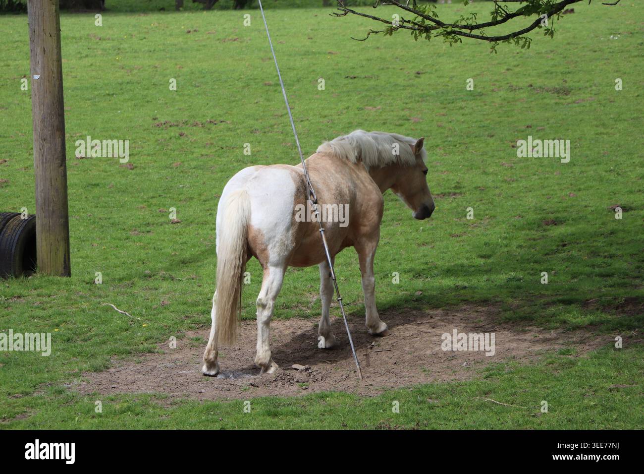 Un cheval grattant une démangeaison Banque D'Images