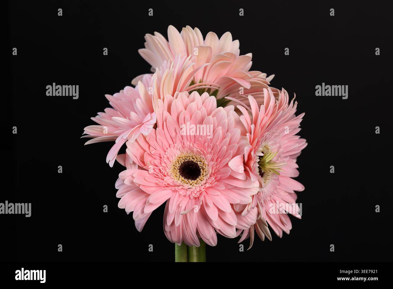 Grappe de marguerites roses gerbera (Gerbera jamesonii) photographiées en studio sur fond noir. Banque D'Images