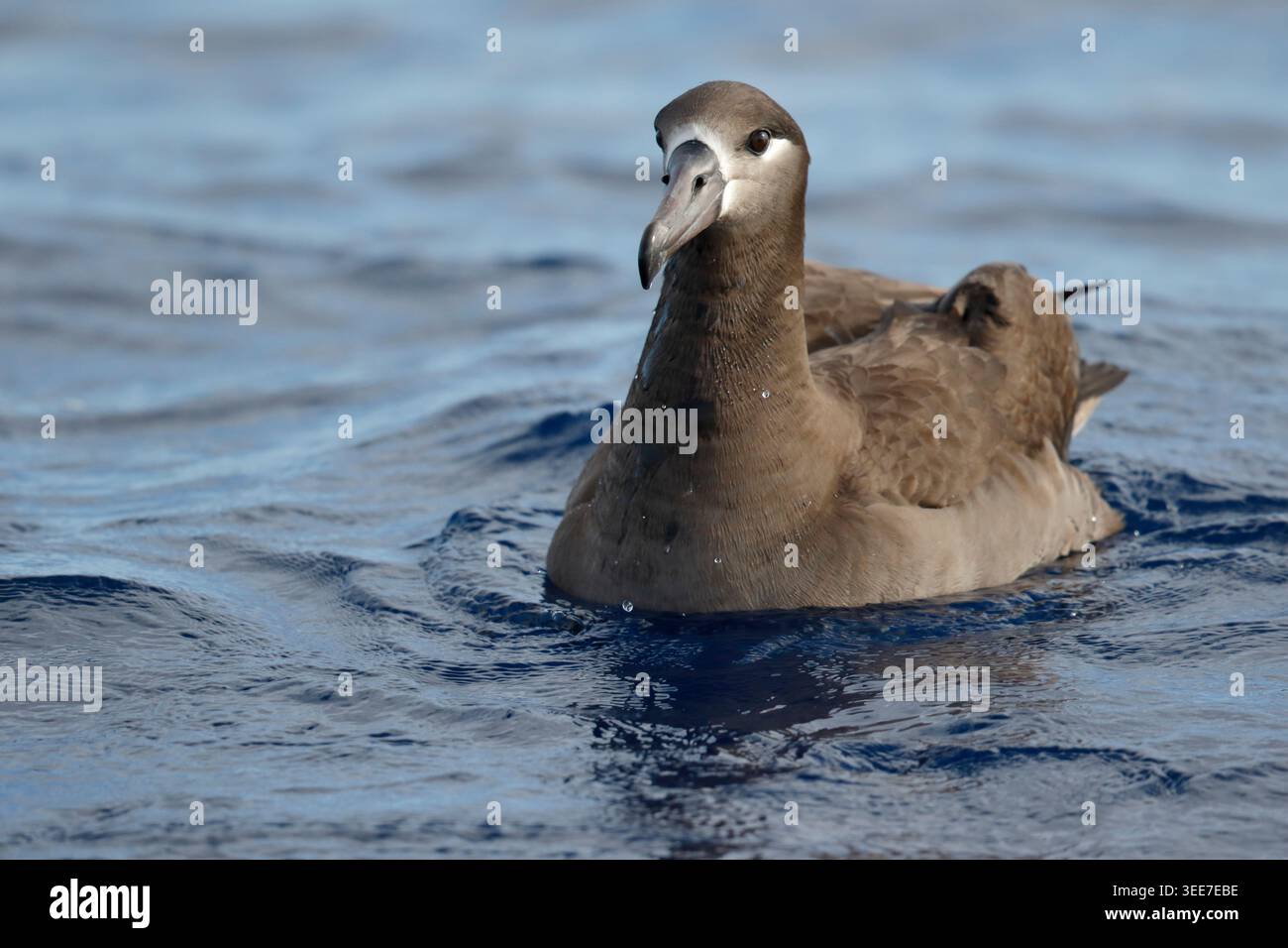Albatros à pieds noirs (Phoebastria nigripes), adulte seul, vue de face, à la surface de la mer, près des îles Izu, Japon Banque D'Images