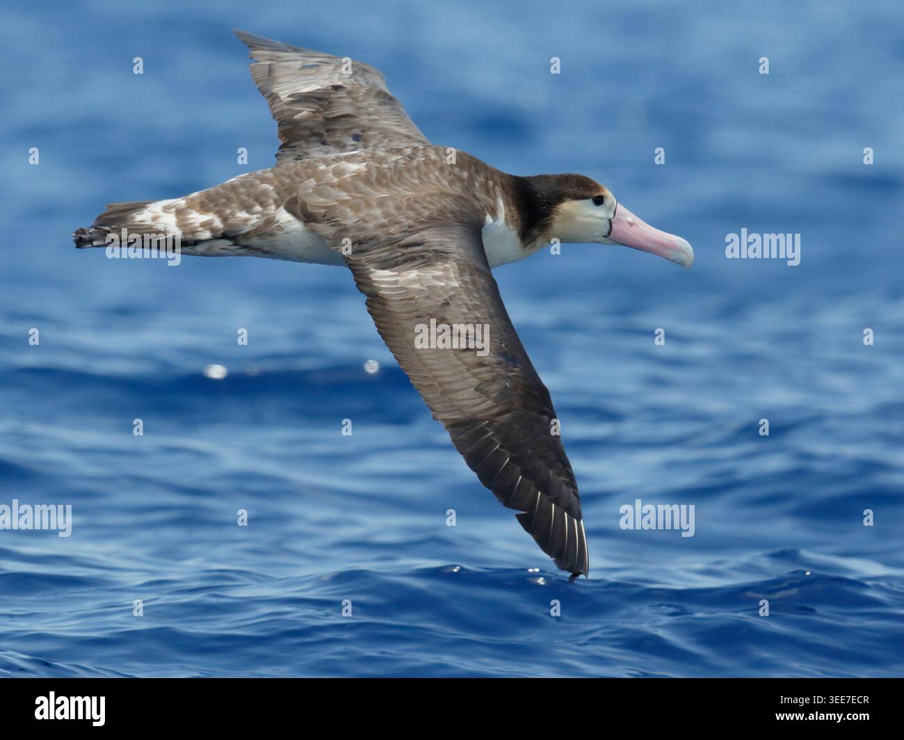 Albatros à queue courte (Phoebastria albatrus), oiseau isolé en vol, vue dorsale, près de l'île de Torishima, Japon Banque D'Images